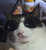 wȺnɨ's avatar